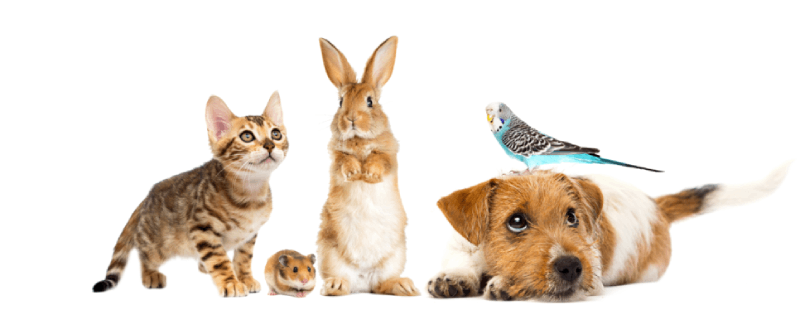 all-pets all-pets