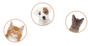 pets pets